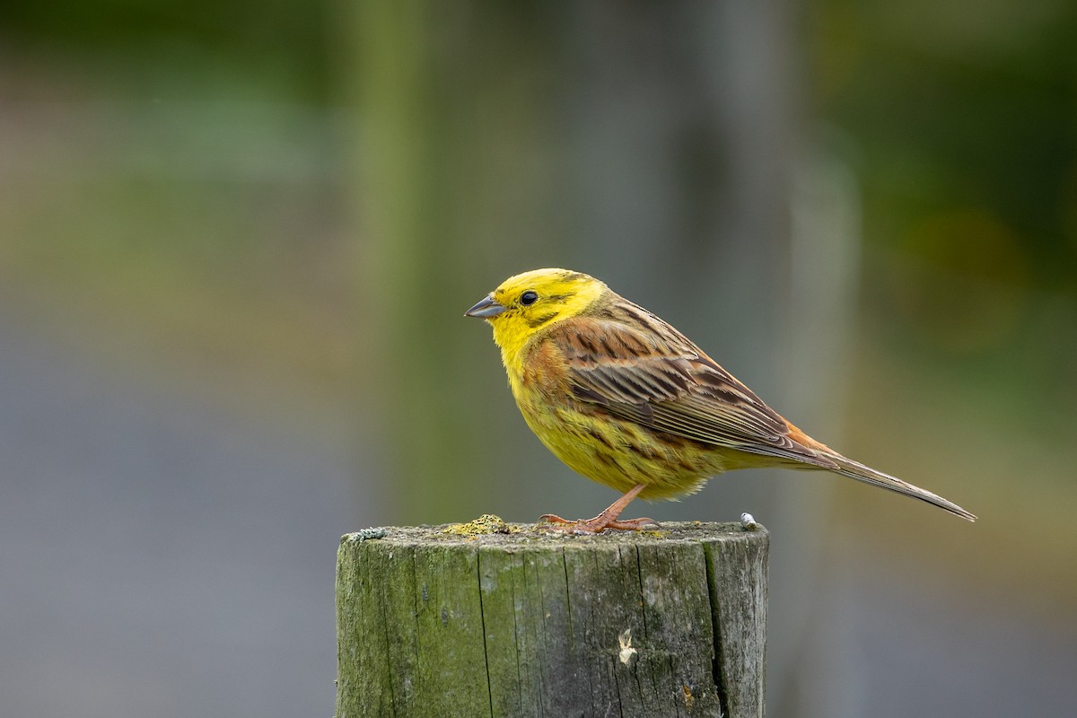 Yellowhammer - ML207941111