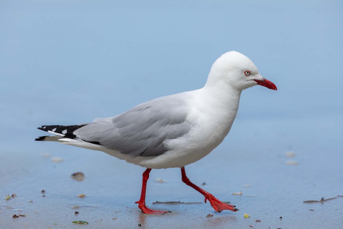 Silver Gull (Red-billed) - ML207941141