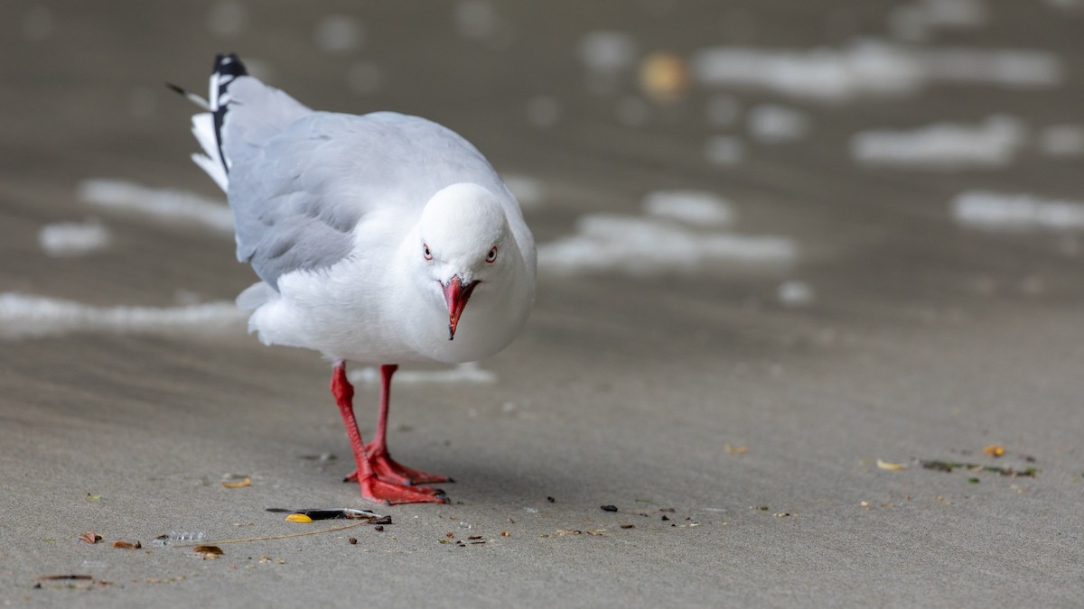 Silver Gull (Red-billed) - ML207941151