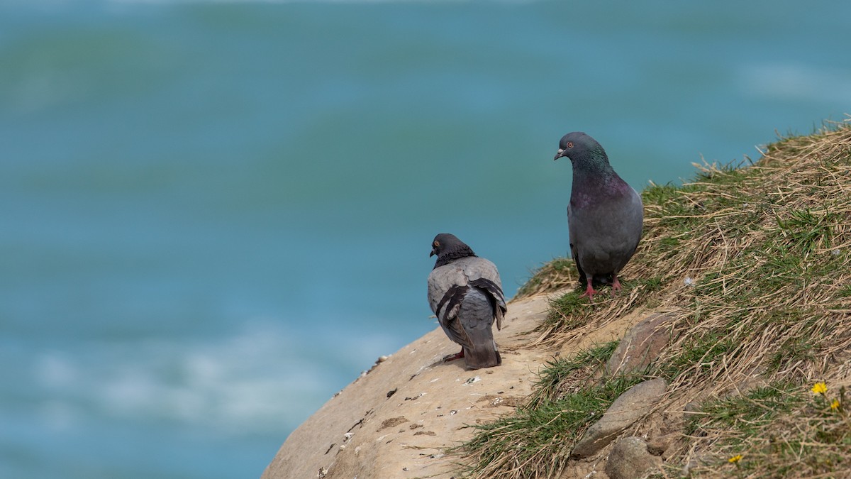 Rock Pigeon (Feral Pigeon) - ML207941311