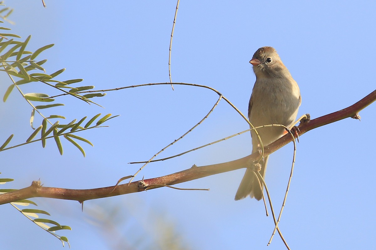 Field Sparrow - Tim Lenz