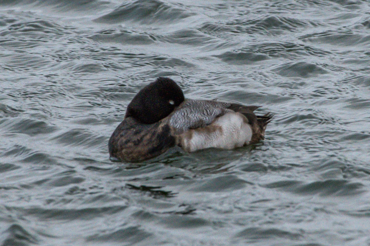 Lesser Scaup - ML207942821