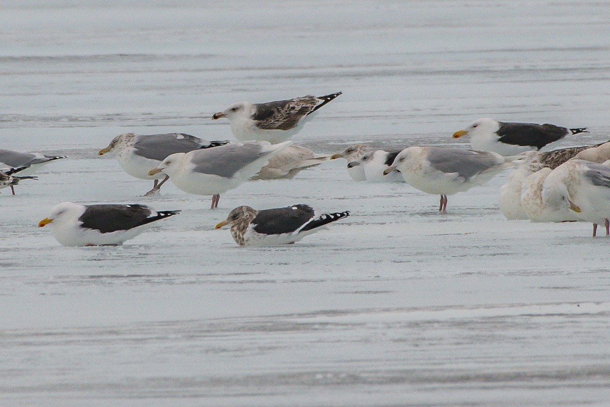 Slaty-backed Gull - ML207943151