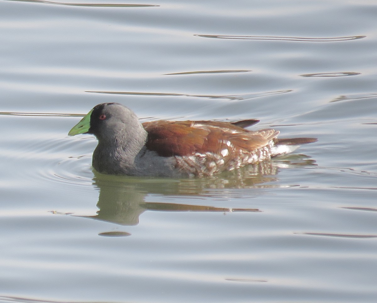 Spot-flanked Gallinule - Howard Laidlaw