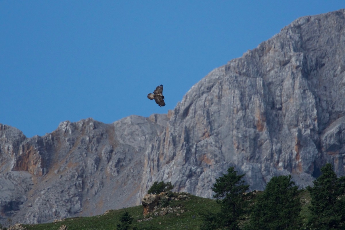 Bearded Vulture - Qin Huang