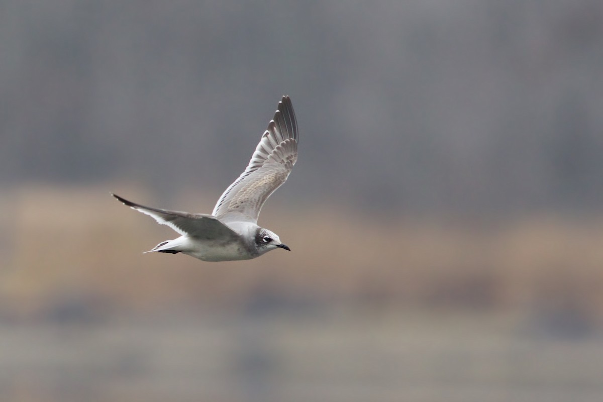 Mouette de Franklin - ML20794441