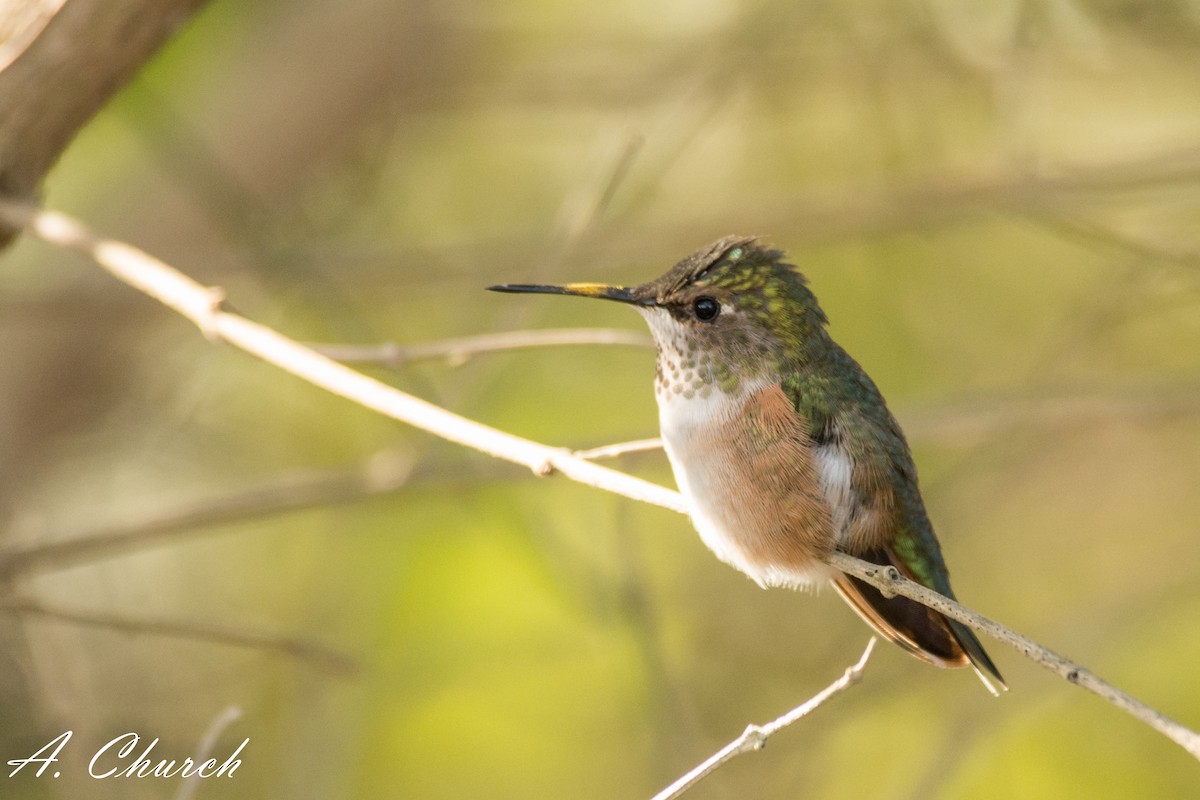 Rufous Hummingbird - Alyssia Church🐿