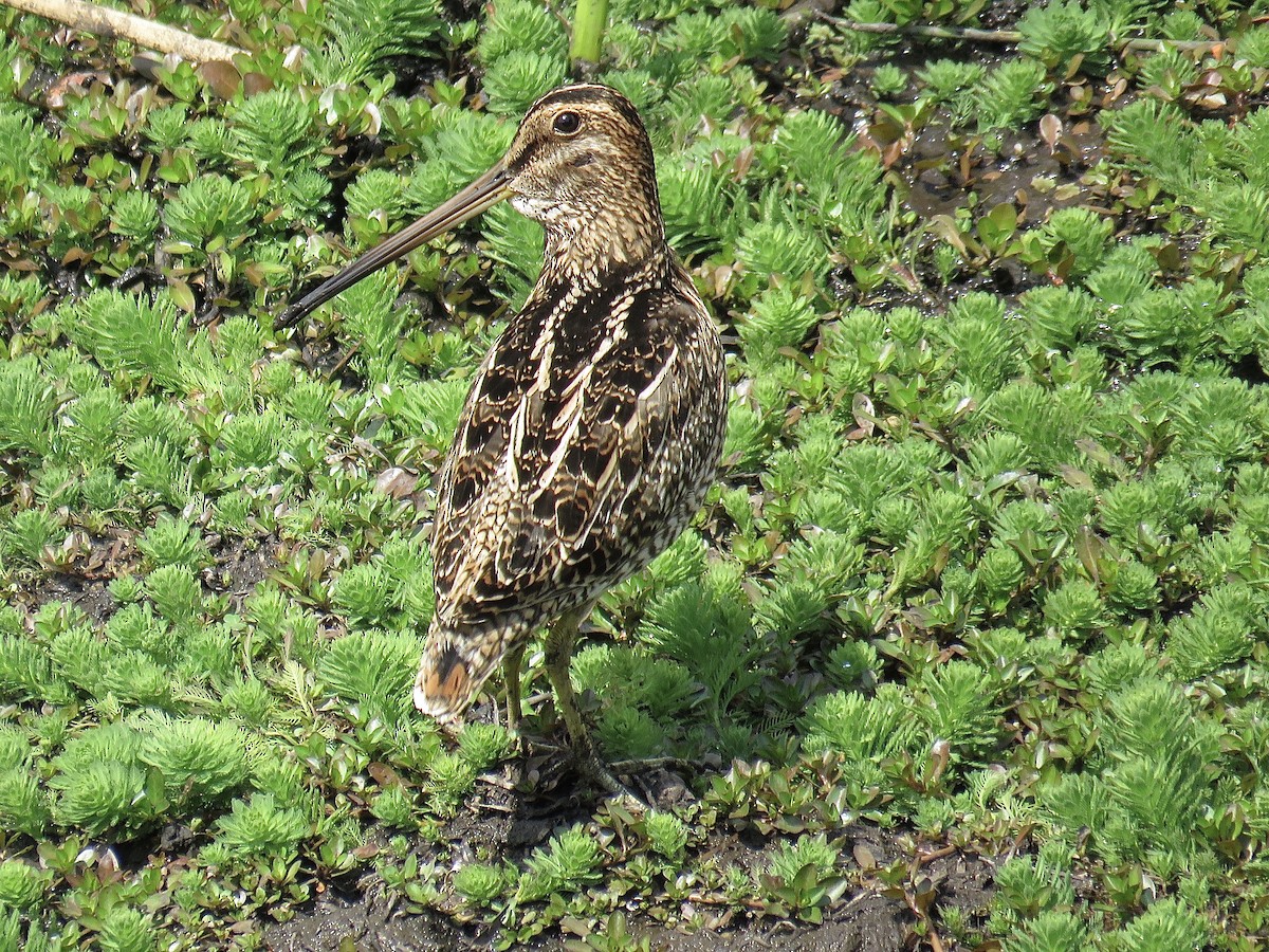 Noble Snipe - Howard Laidlaw