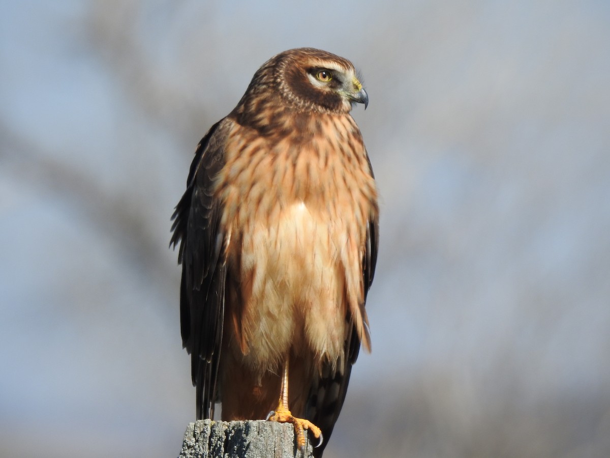 Northern Harrier - ML207947211