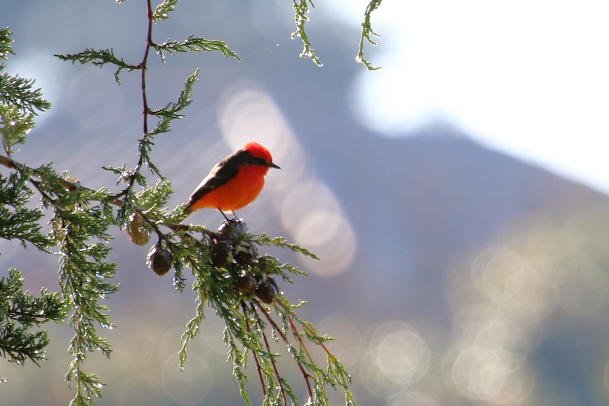 Vermilion Flycatcher - ML207947441