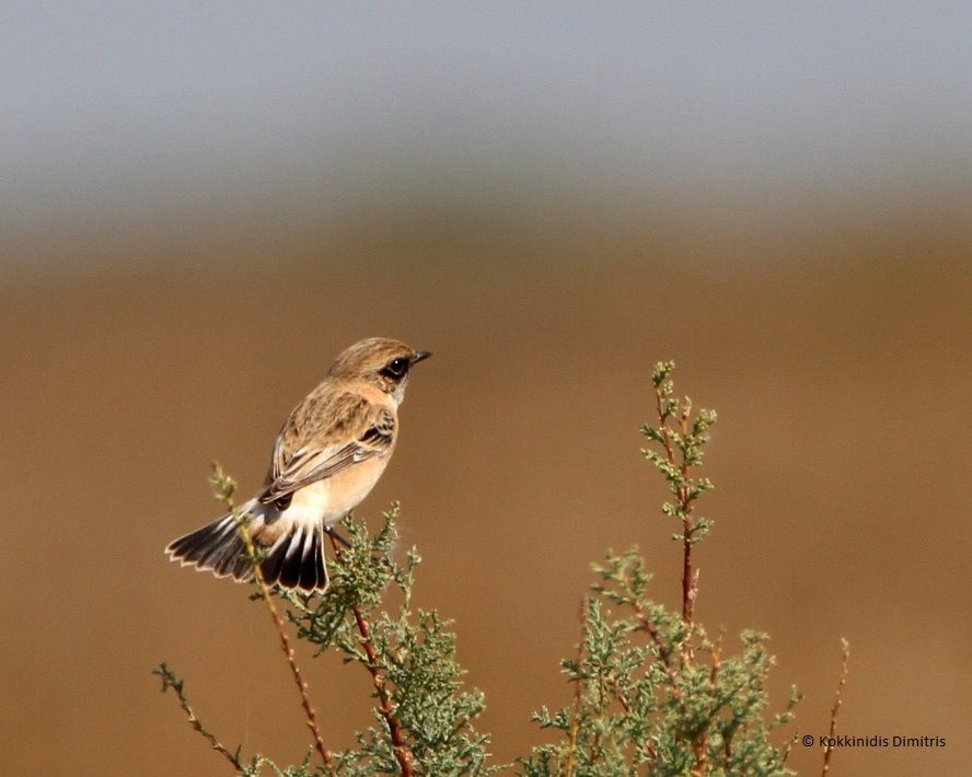 Siberian Stonechat - Dimitris  Kokkinidis