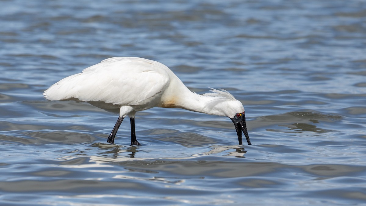 Royal Spoonbill - Louis Bevier