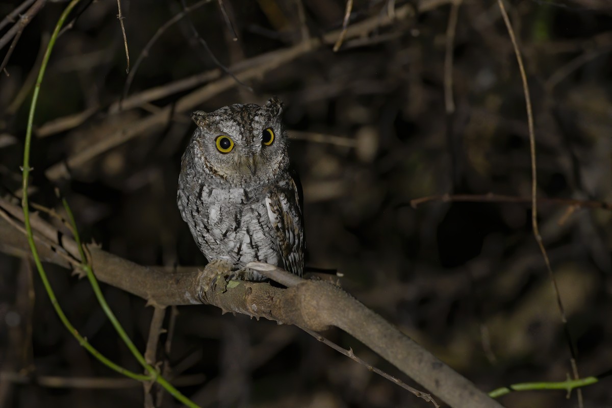 Oriental Scops-Owl - ML207948511