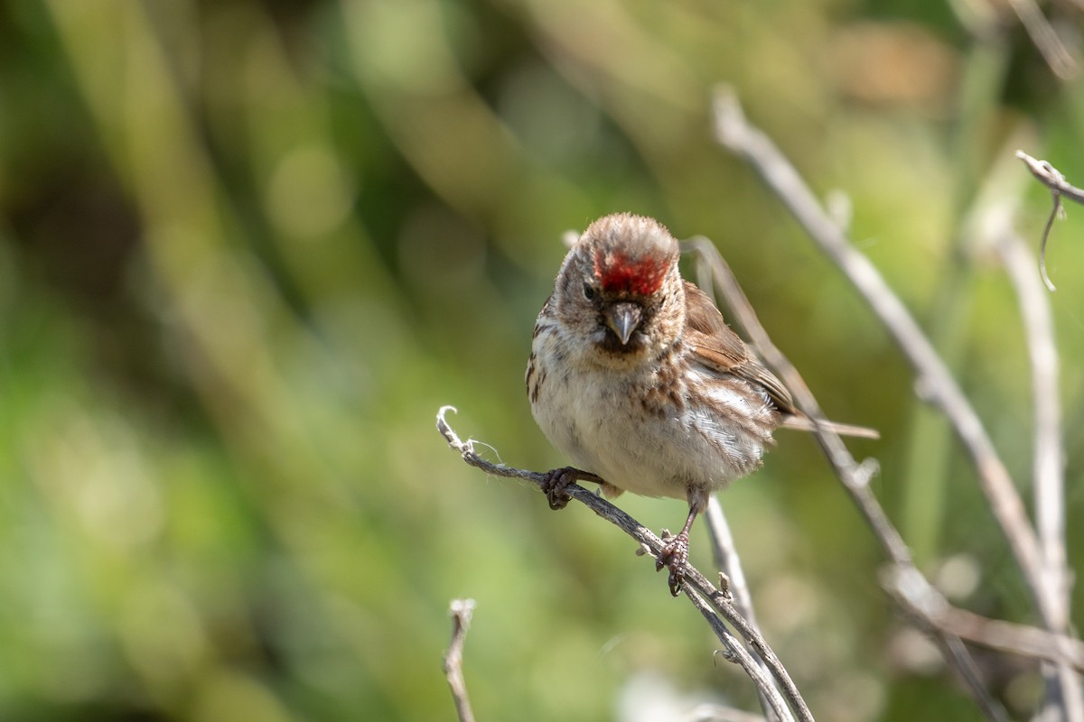 Lesser Redpoll - ML207948741