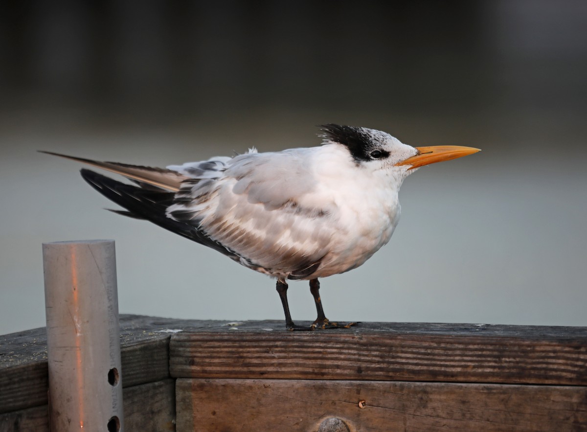 Royal Tern - ML207949001