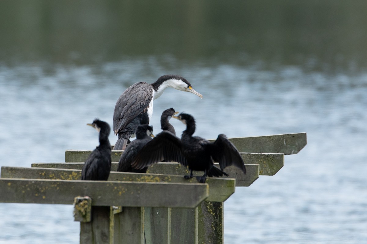 Pied Cormorant - Louis Bevier