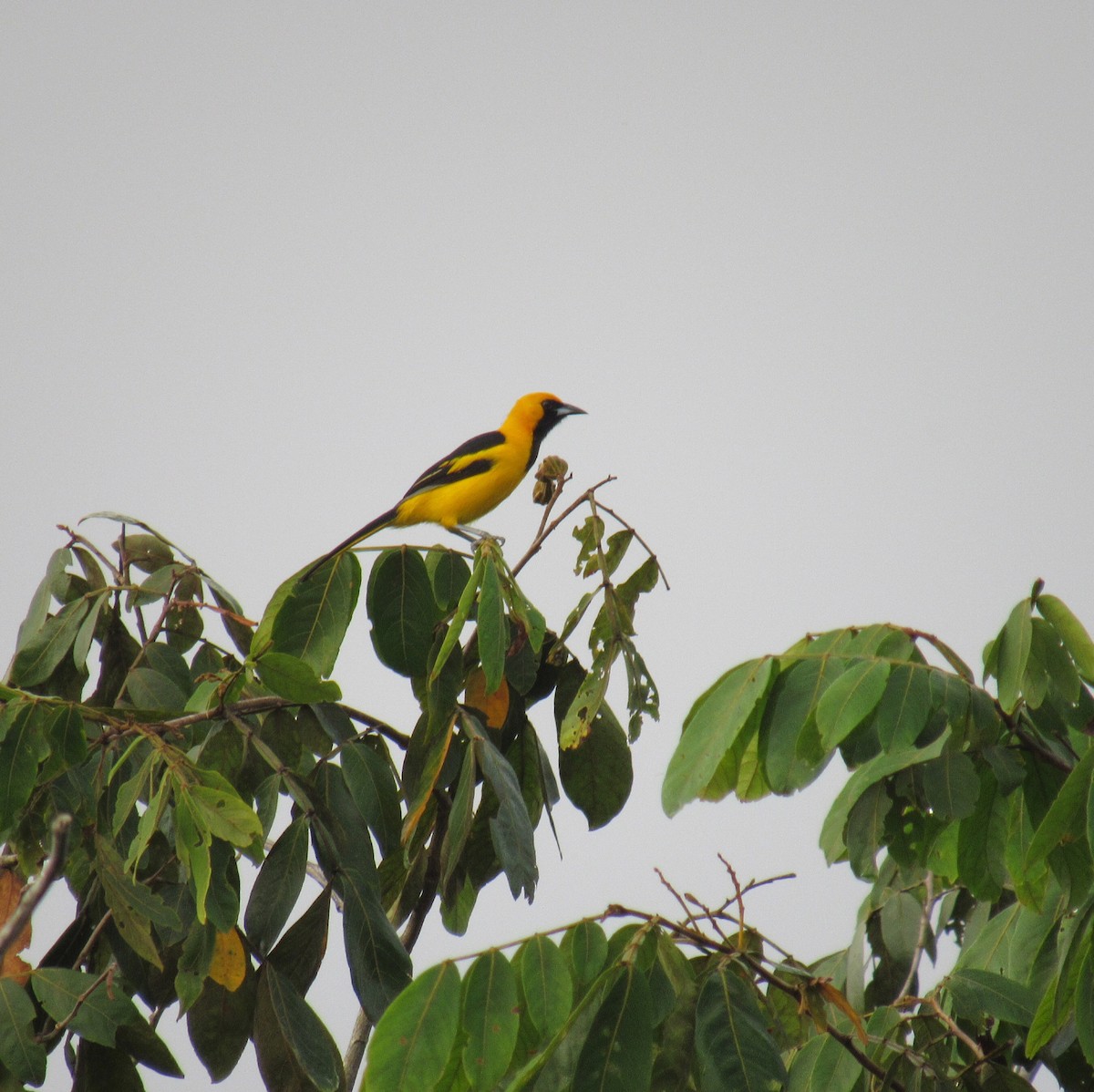 Yellow-tailed Oriole - ML207950251