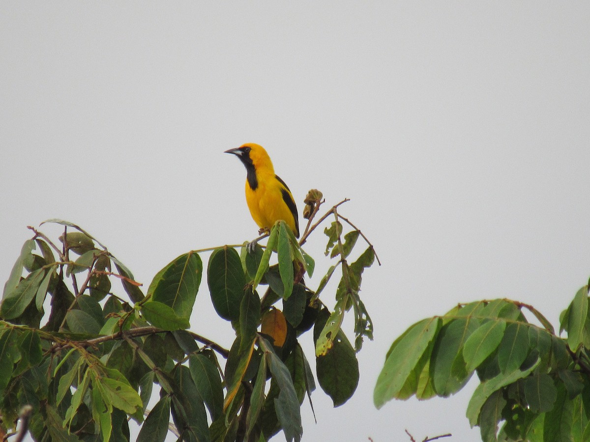 Yellow-tailed Oriole - ML207950261