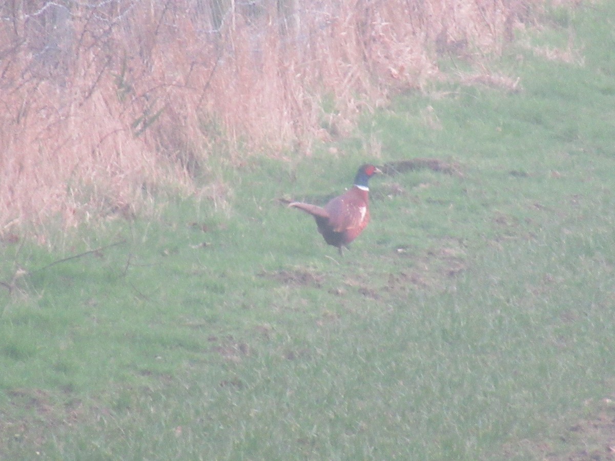 Ring-necked Pheasant - Christopher Thorley