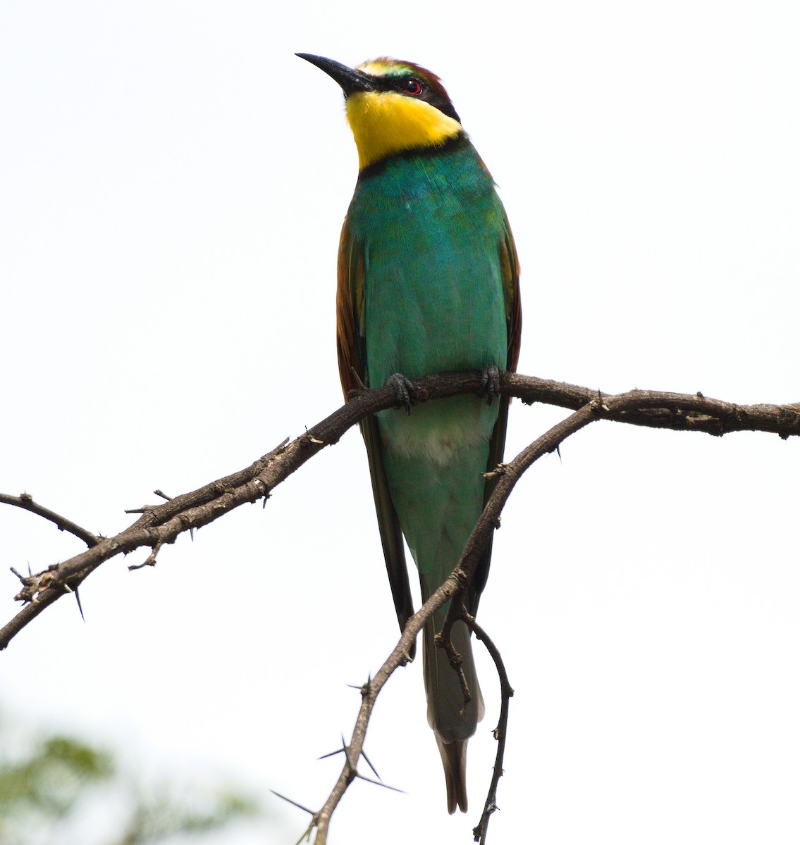 European Bee-eater - ML207952541