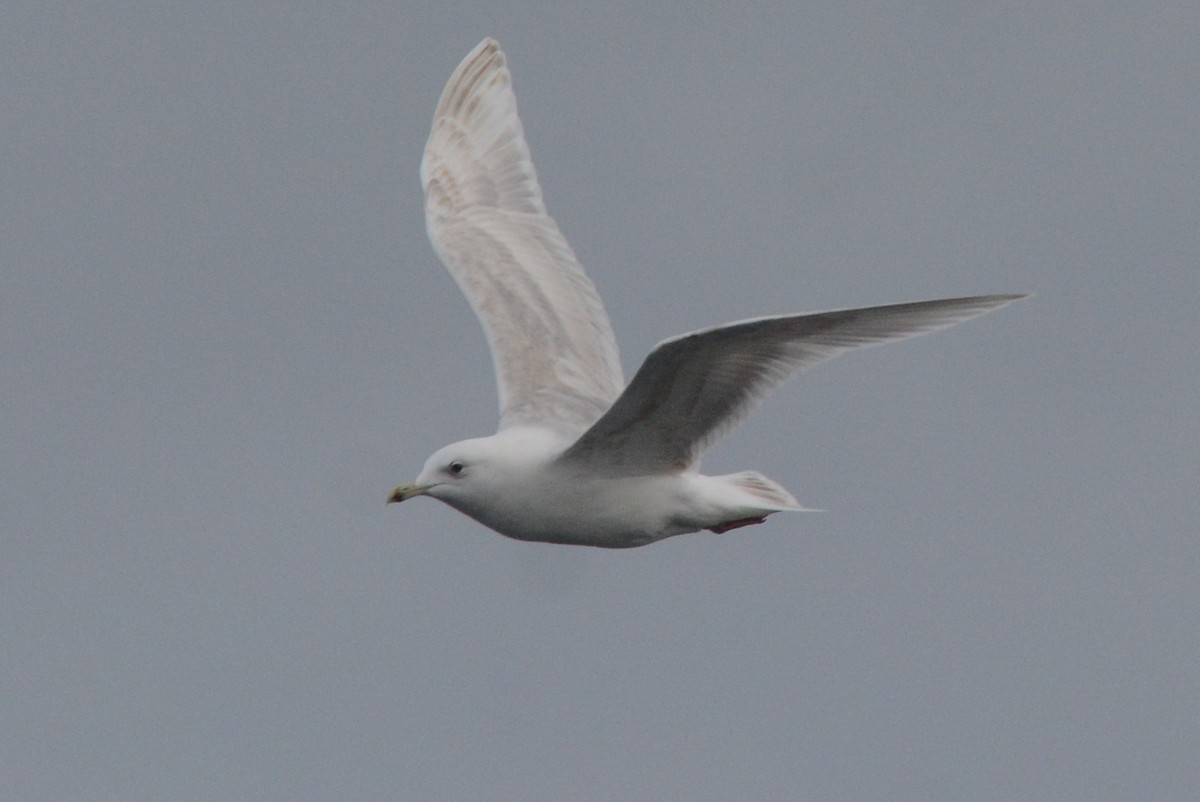 Iceland Gull (kumlieni) - ML207952741