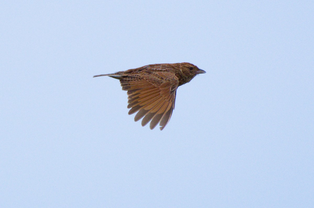 Eastern Clapper Lark - ML207953191