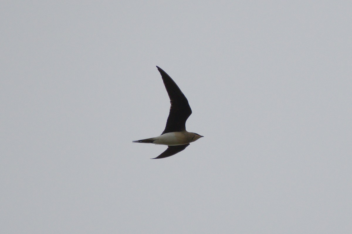 Black-winged Pratincole - ML207953331