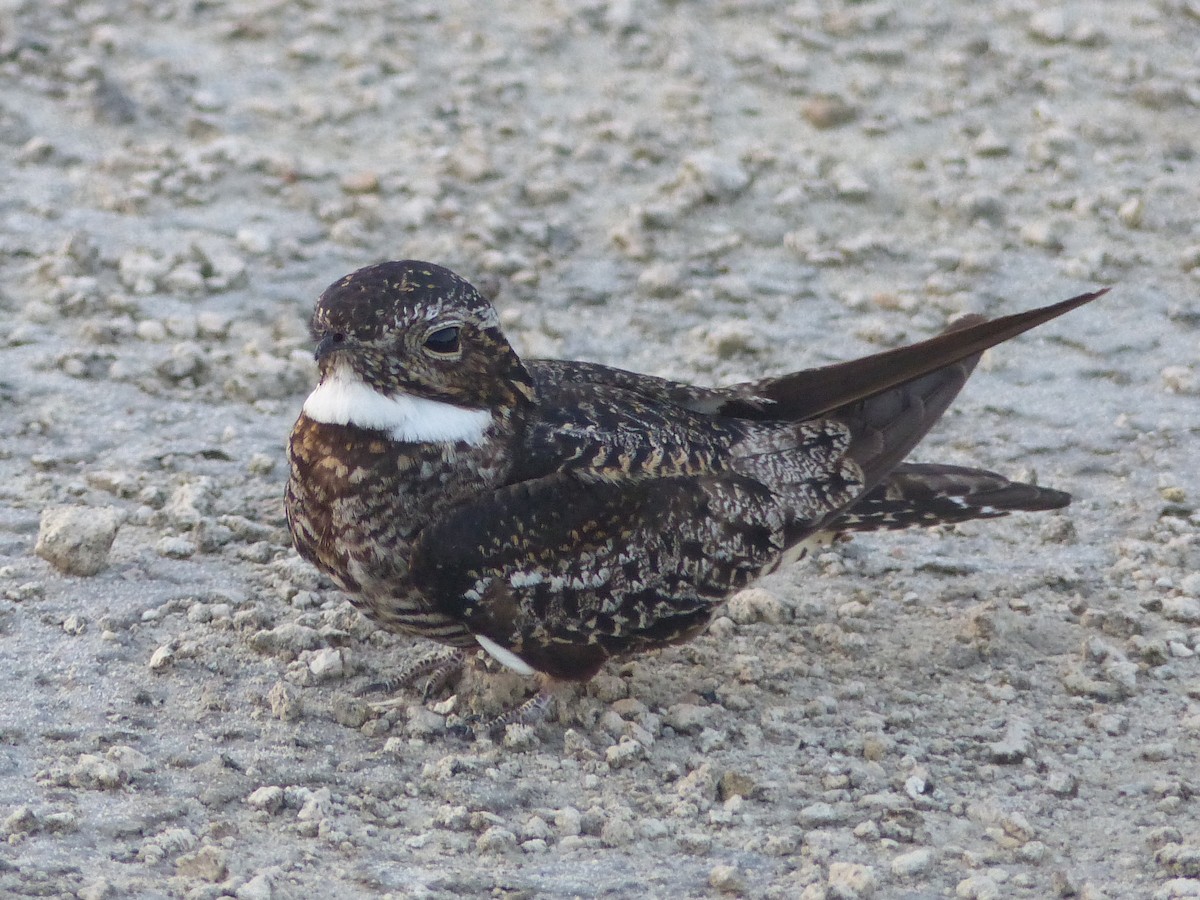 Antillean Nighthawk - ML20795381