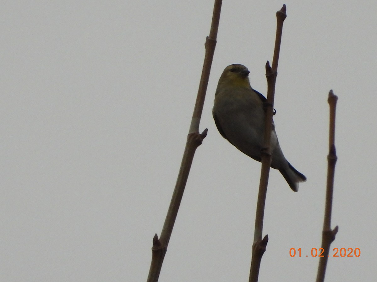 American Goldfinch - ML207954371