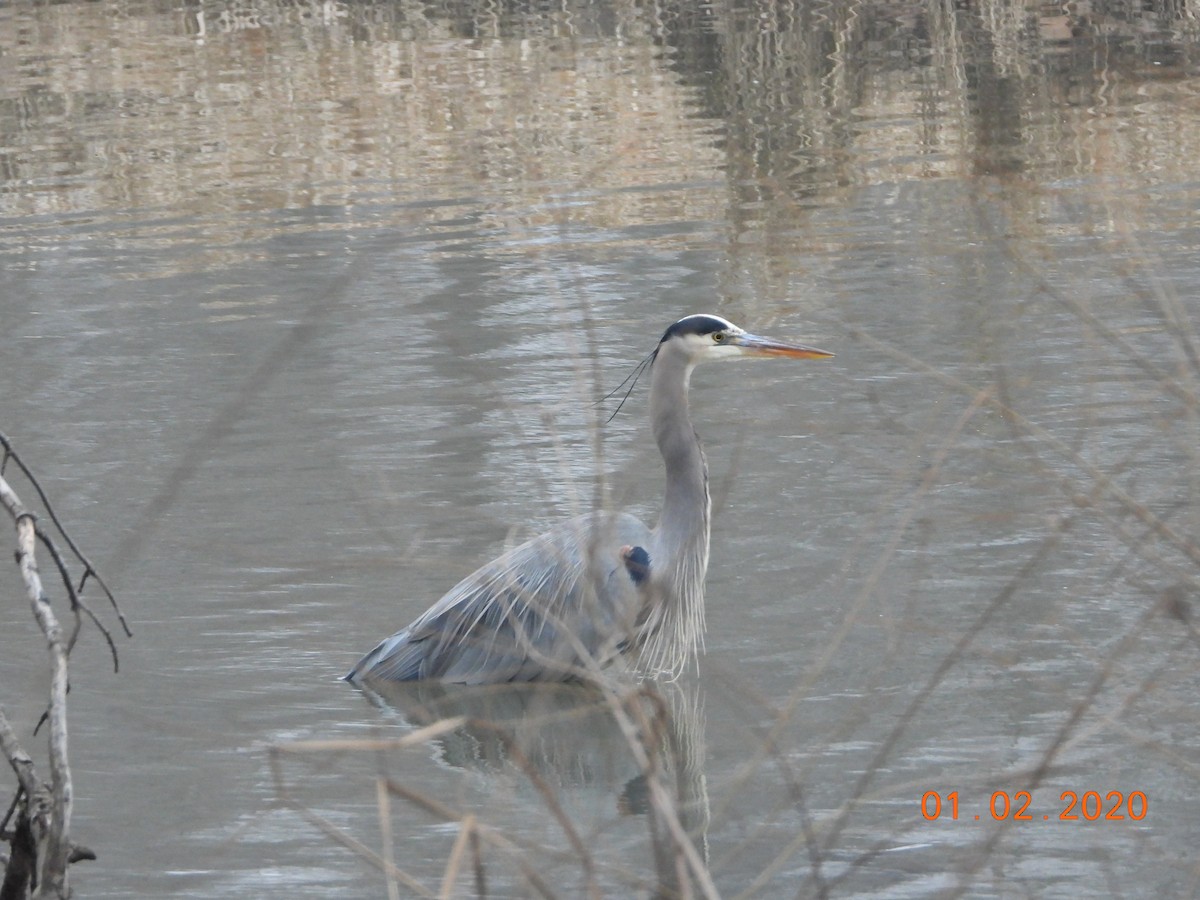 Great Blue Heron - ML207954511