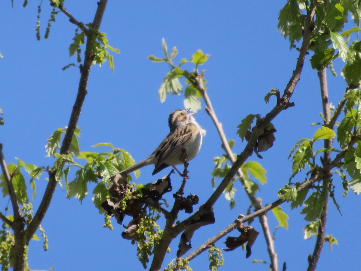 Clay-colored Sparrow - ML20795461