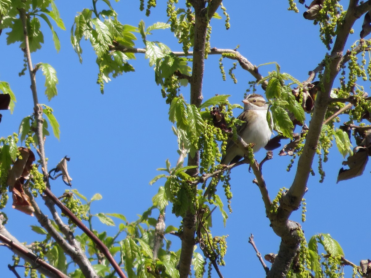 Clay-colored Sparrow - ML20795491