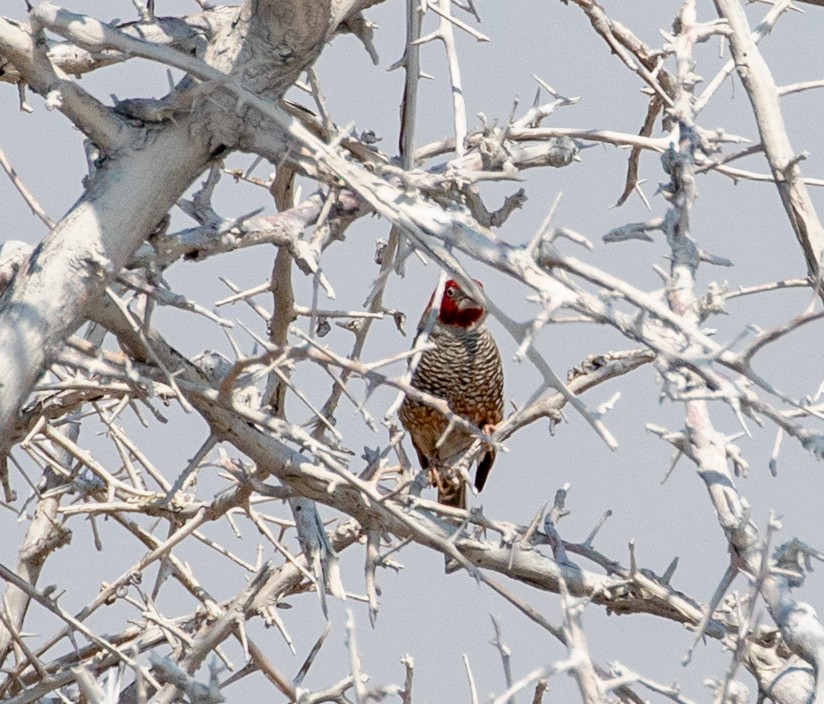 Red-headed Finch - ML207955281