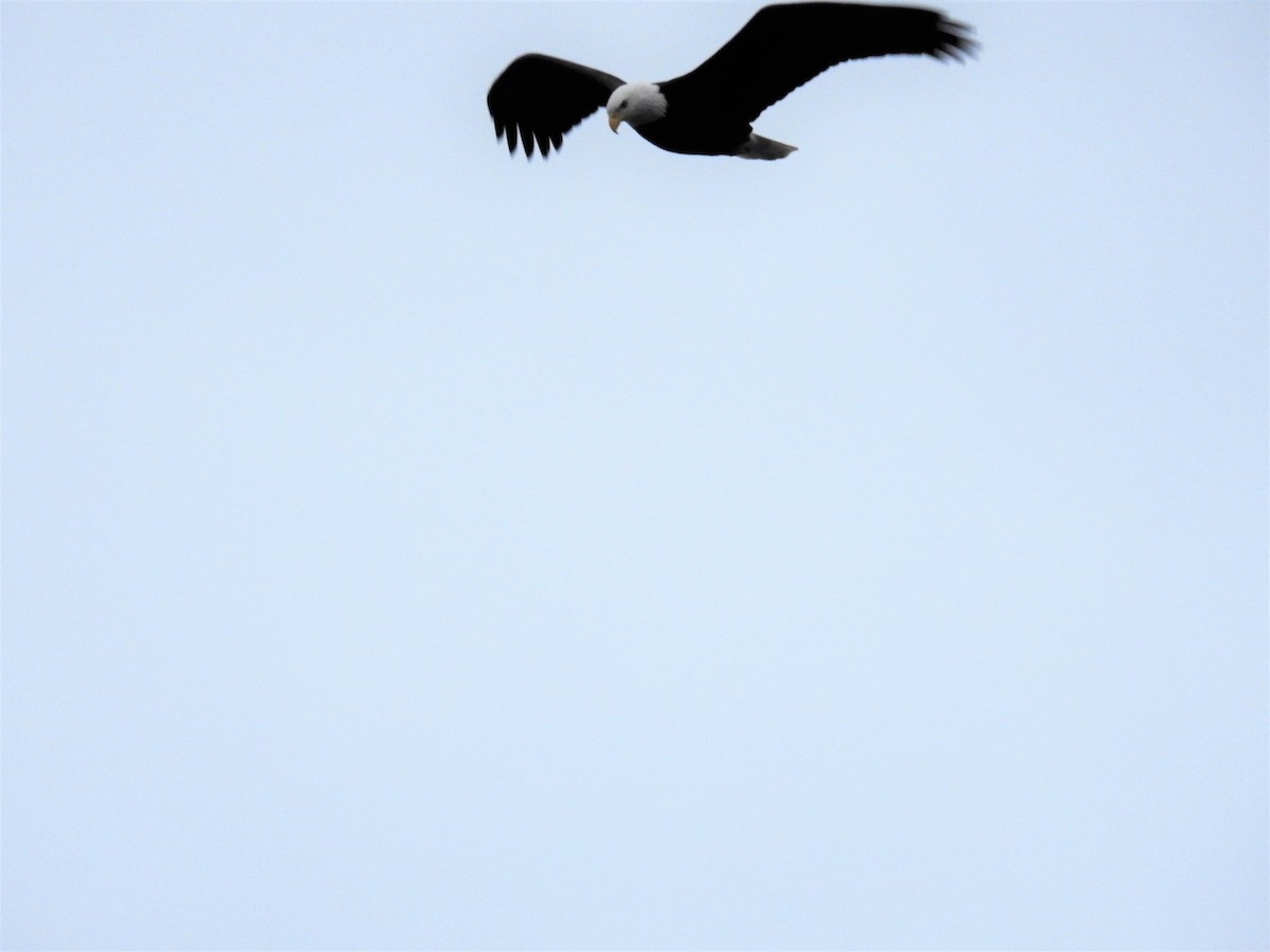 Bald Eagle - Tina Toth