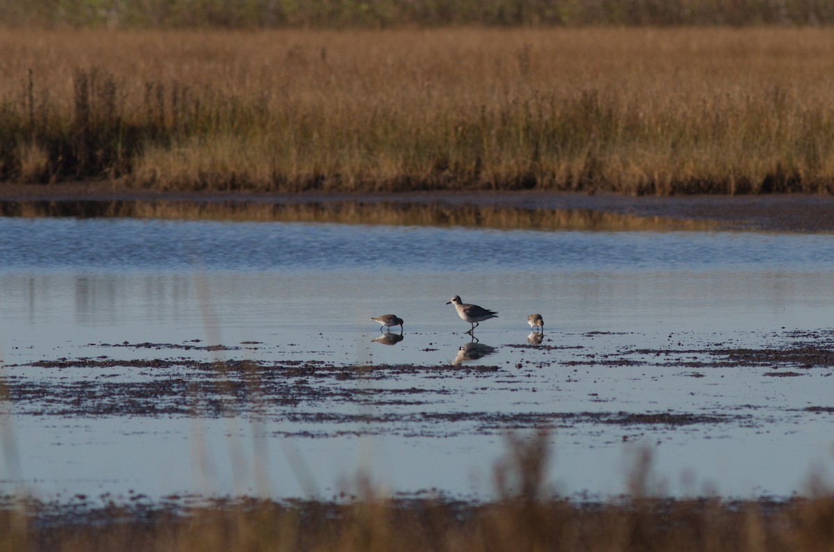 Black-bellied Plover - Mark R Johnson