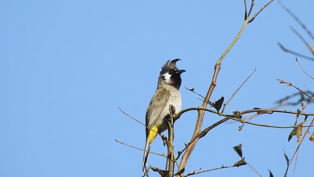 Bulbul à joues blanches - ML207965841