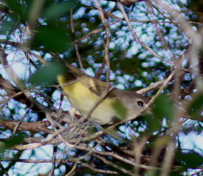 Bell's Vireo - ML20796681