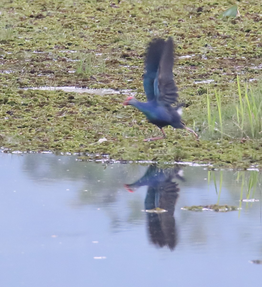 Gray-headed Swamphen - Anonymous