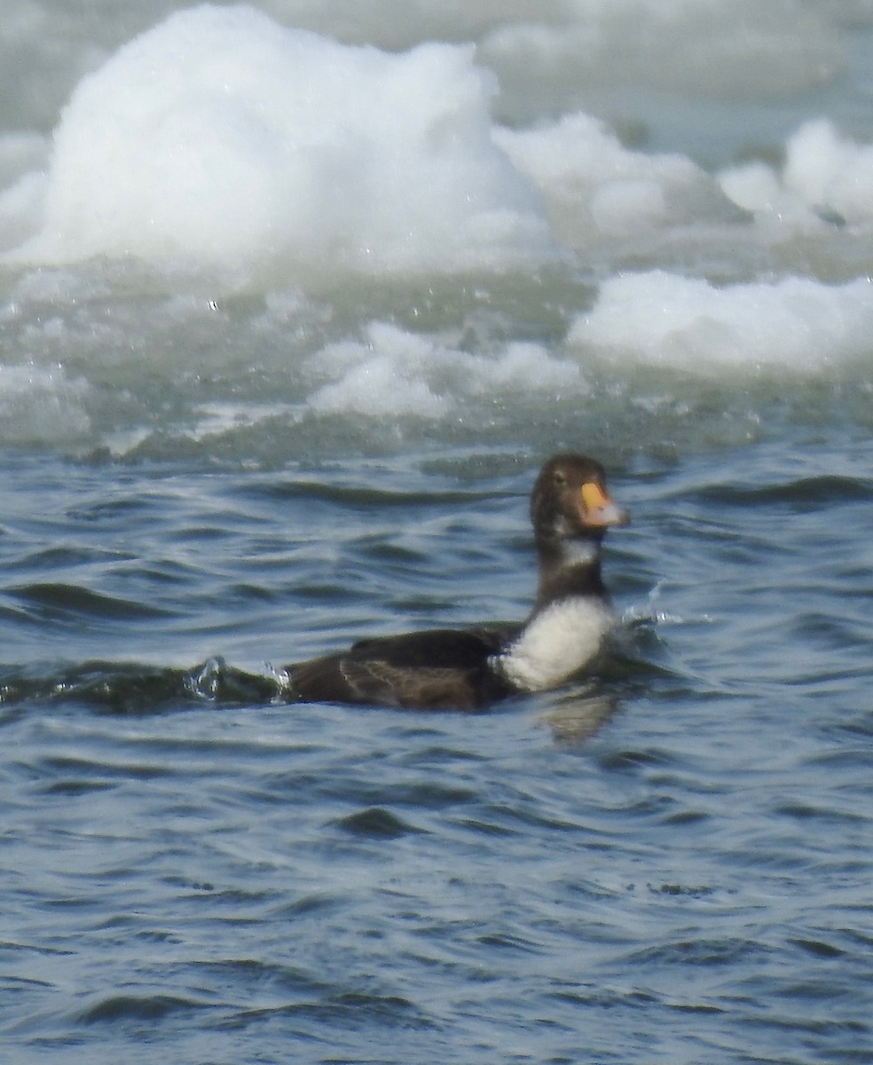 King Eider - ML207969991