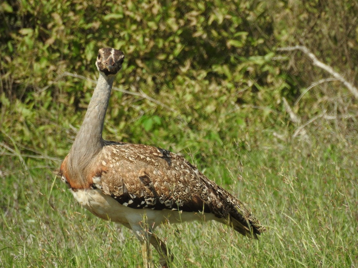 Heuglin's Bustard - ML207970101