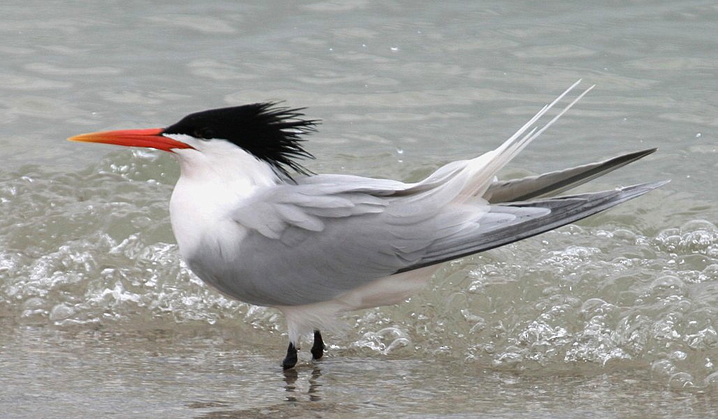 Elegant Tern - ML20797031