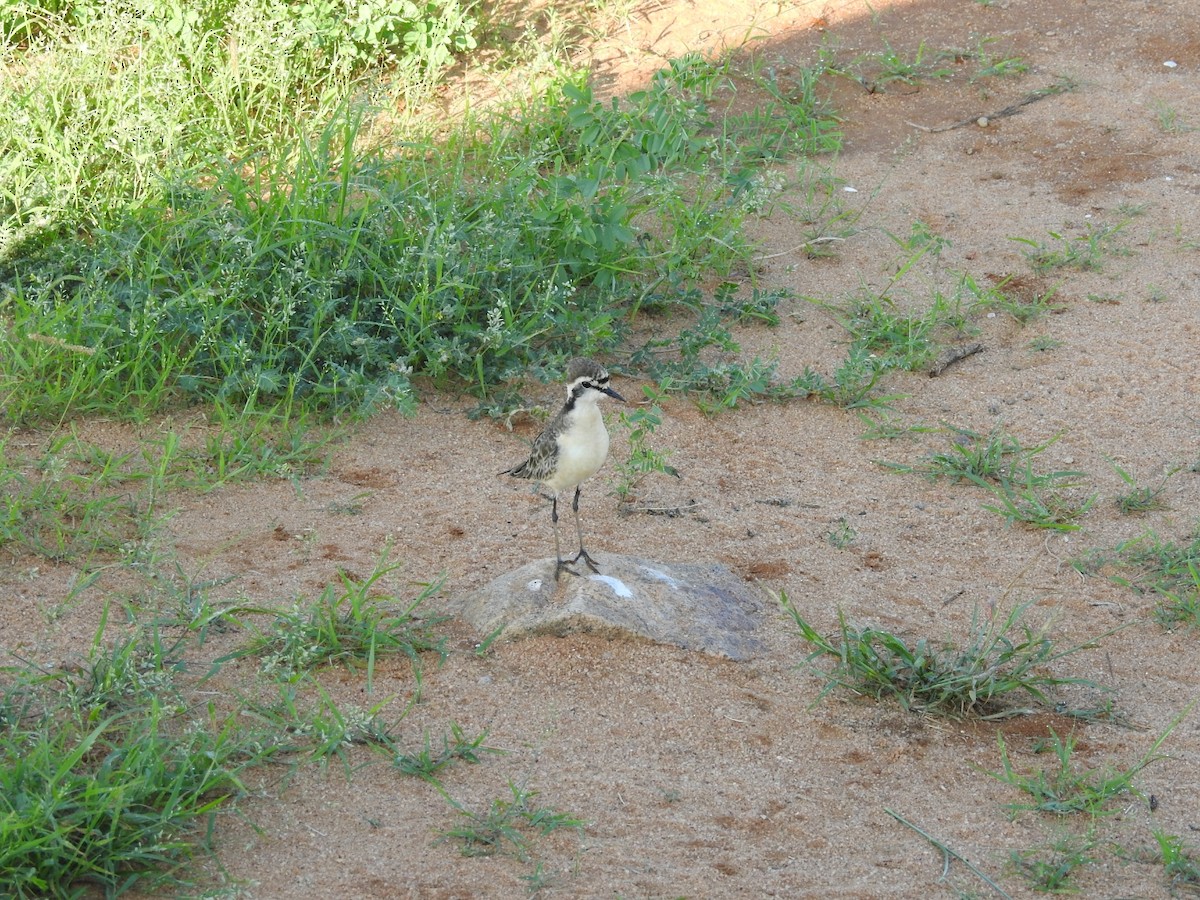 Kittlitz's Plover - ML207970421