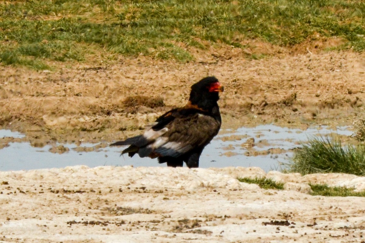 Bateleur - ML207970501