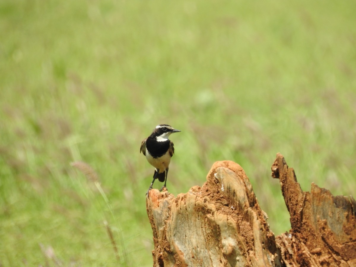 Capped Wheatear - ML207971581