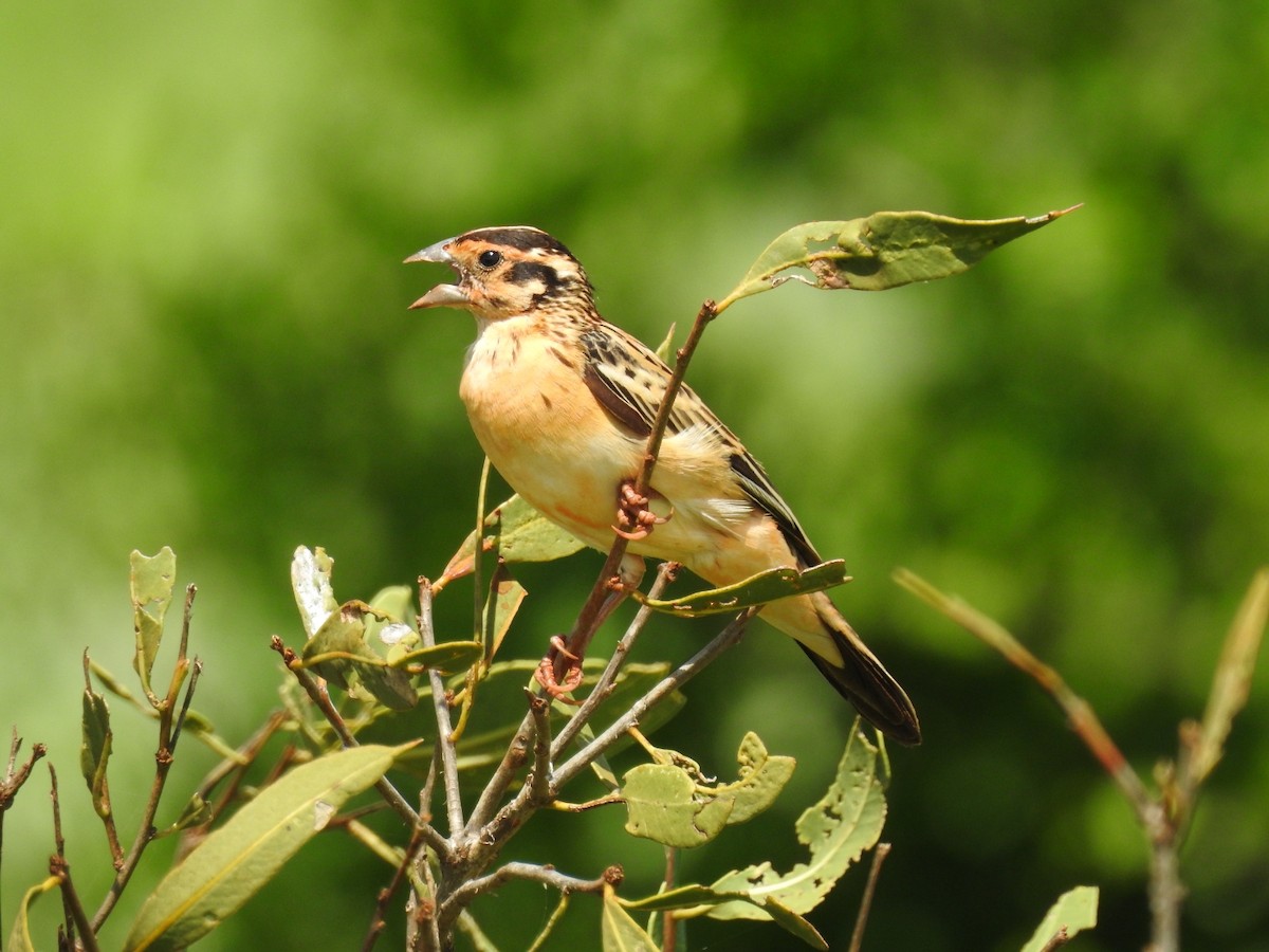 White-winged Widowbird - ML207971791