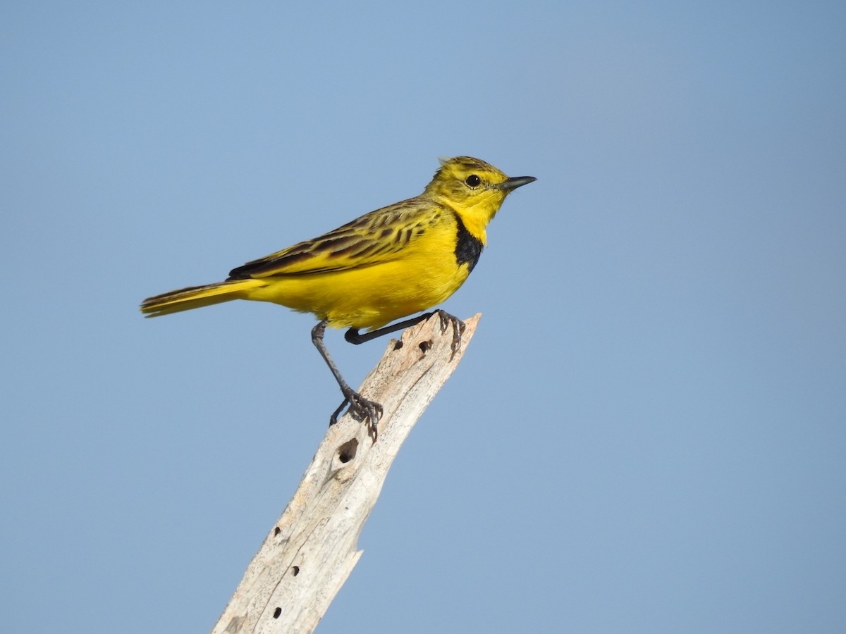 Golden Pipit - Mark Stacy