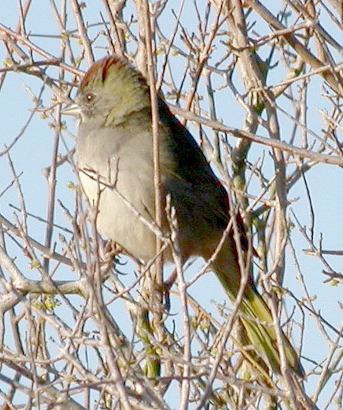 Green-tailed Towhee - ML20797211