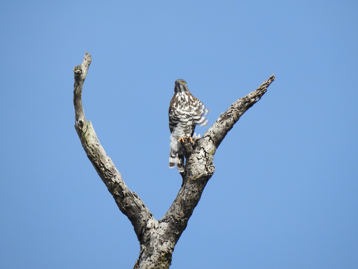 Crested Goshawk - Ritobroto Chanda