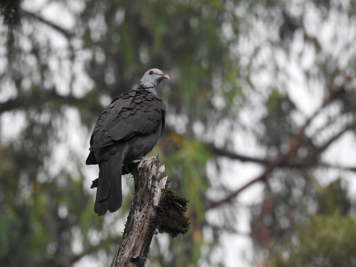 Nilgiri Wood-Pigeon - ML207972491