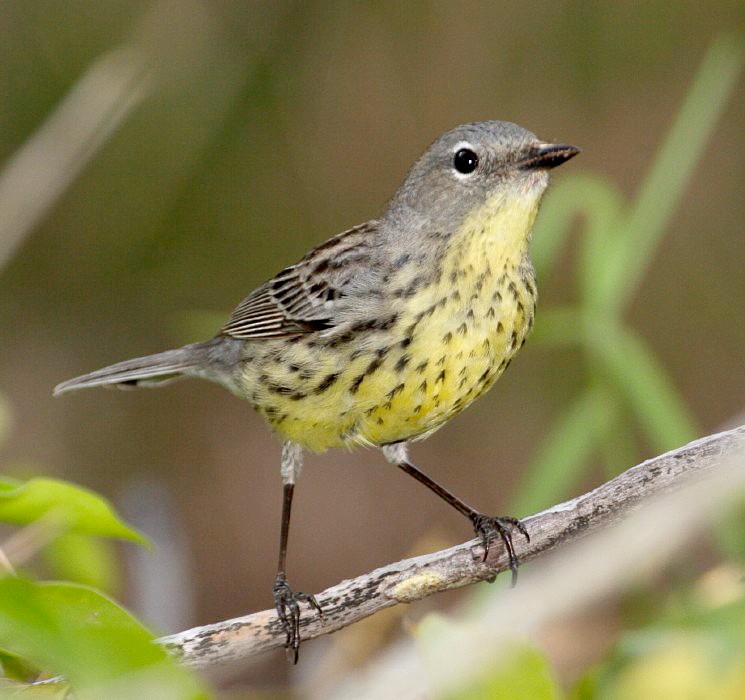 Kirtland's Warbler - fide  R.Smith